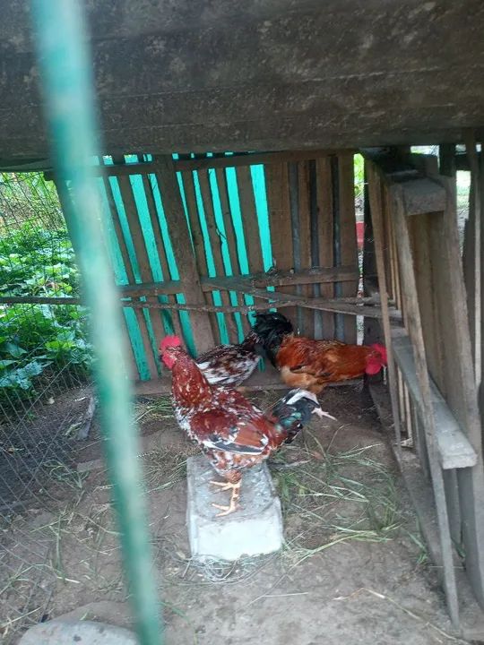 Frangos pintados  lindos - Foto 4