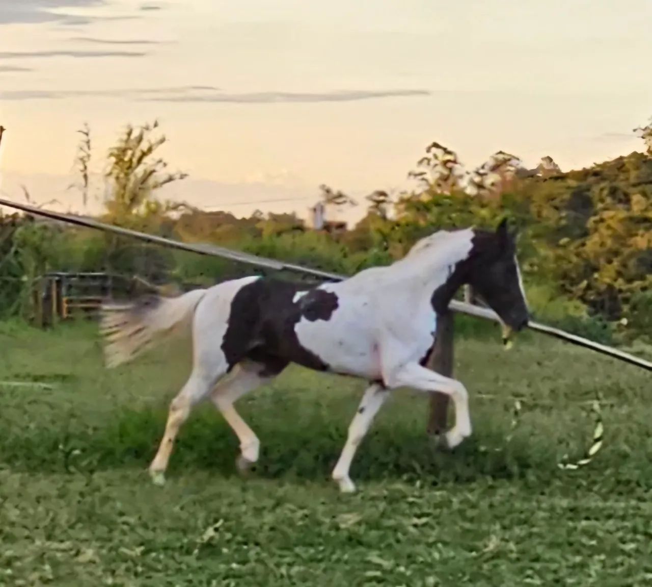Cavalo Mangalarga Pampa  - Foto 2