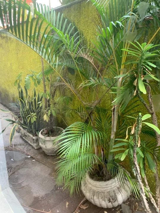 Conjunto de Vasos para Plantas - Foto 5