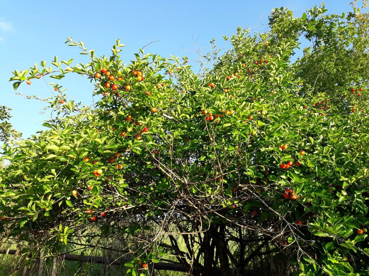 Vende se sítio  - Foto 11