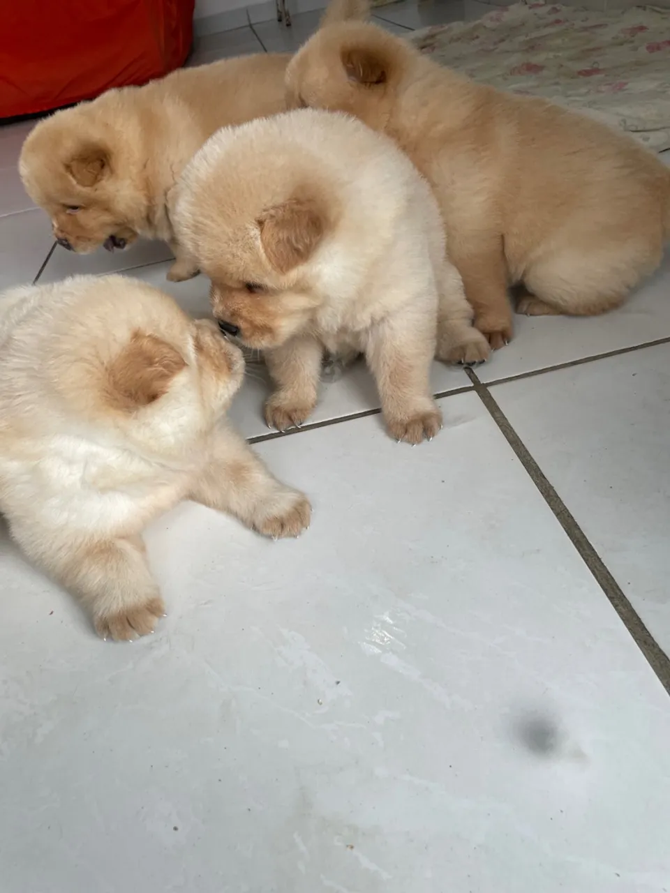 Filhotes de Chow Chow disponíveis!