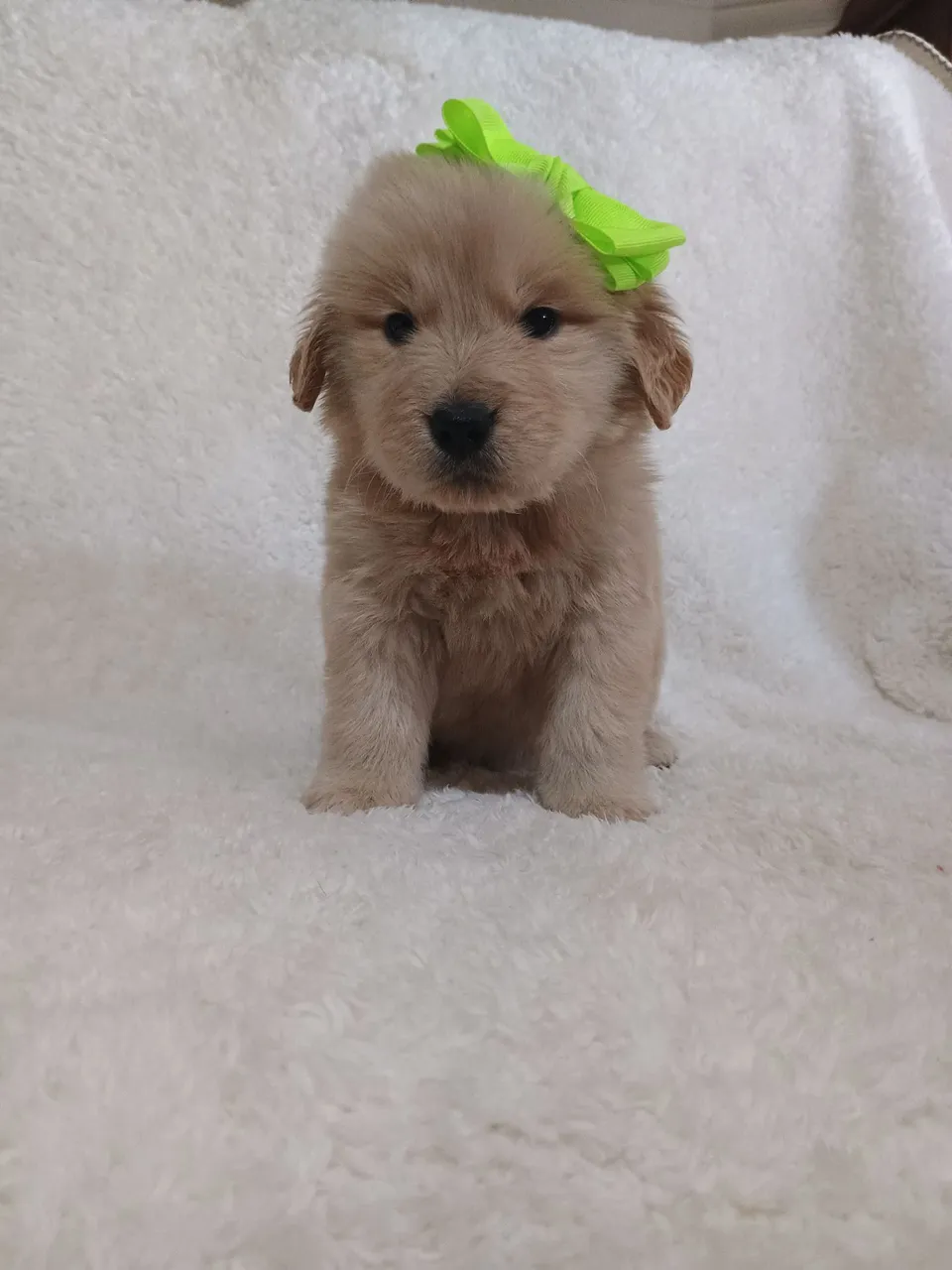 Filhote de Golden Retriever - alto padrão