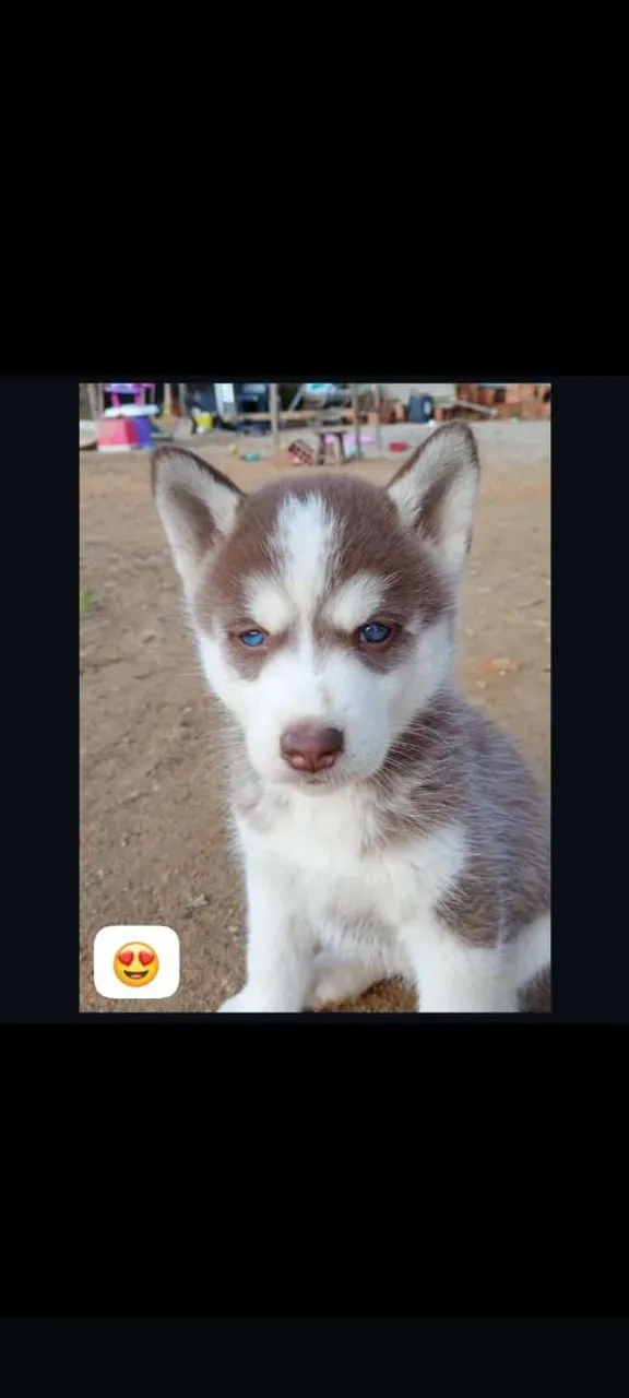 Filhote de Husky Siberiano - Olhos Azuis!