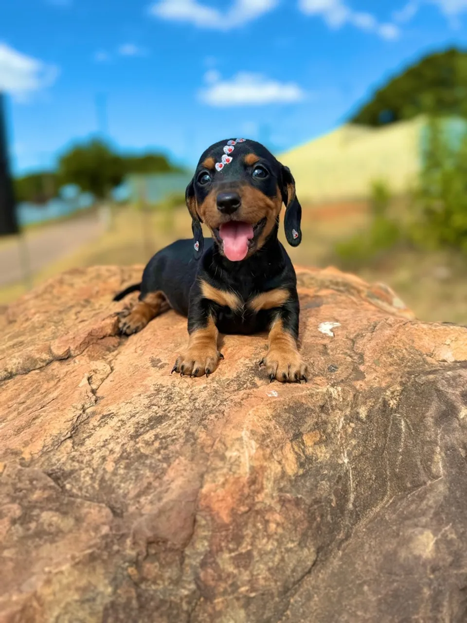Filhote de Dachshund miniatura machos e fêmeas