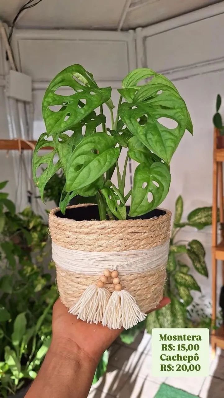 Planta Monstera Adansonii em vaso artesanal - Foto 3