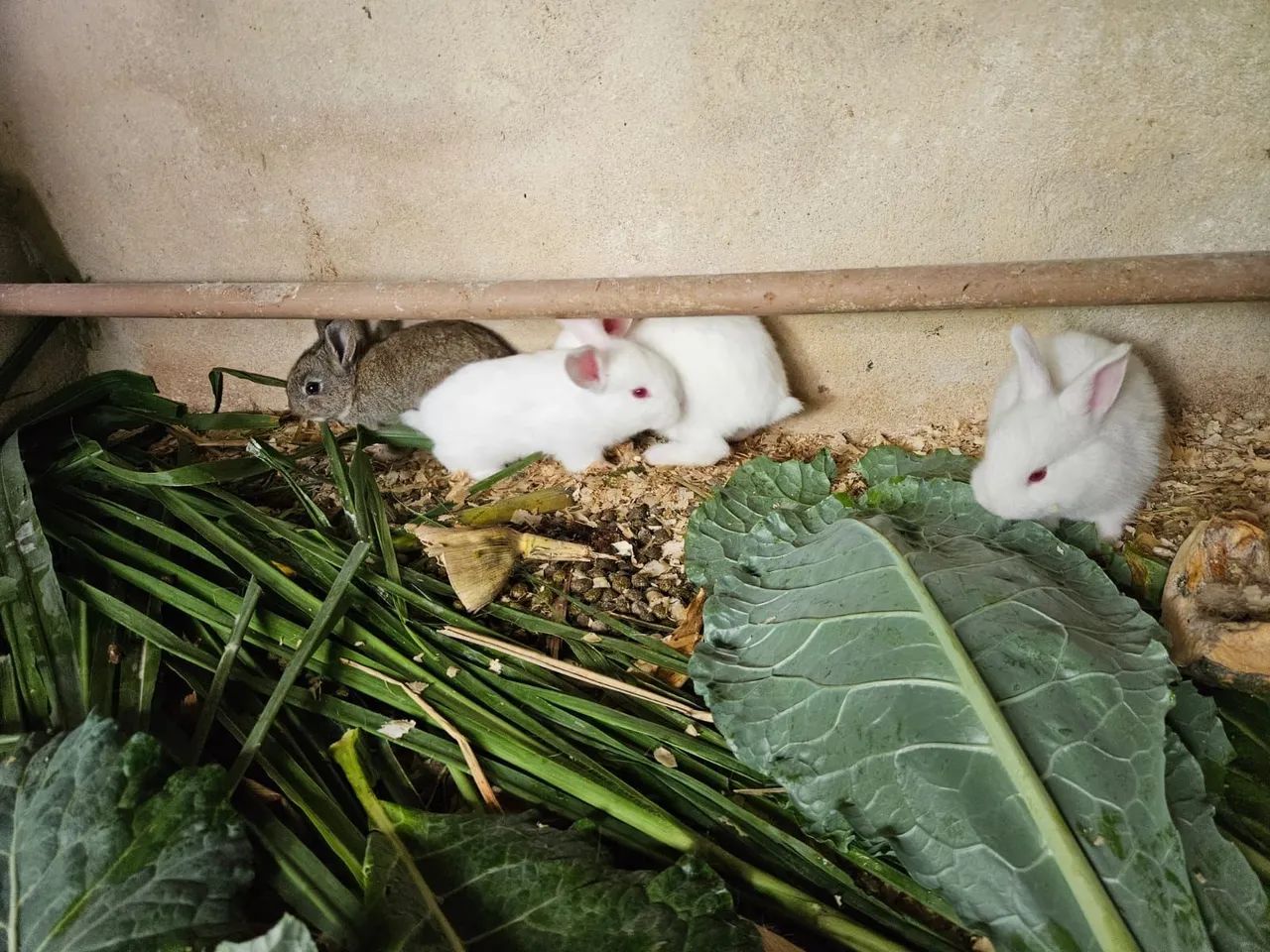 Lindos filhotes coelho seu pet aki  - Foto 4