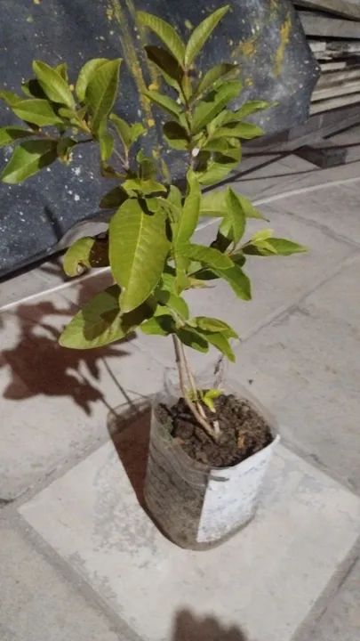 Mudas frutíferas  - Foto 2