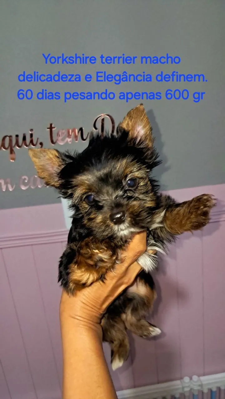 Filhote de Yorkshire Terrier Macho - Elegância e Delicadeza