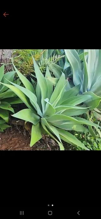 Planta agave para venda (mudas)