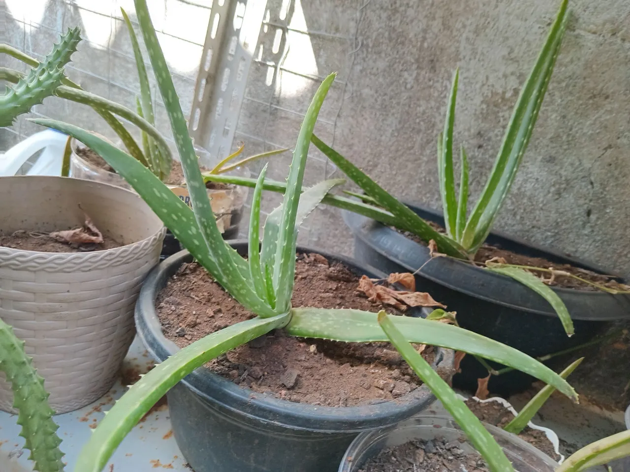 Aloe Vera - Mudas -babosa