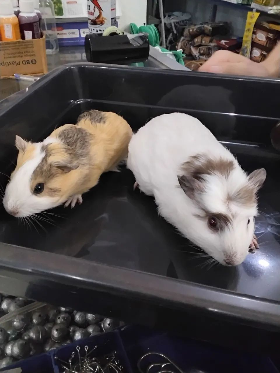 Filhotes de porquinho da Índia 