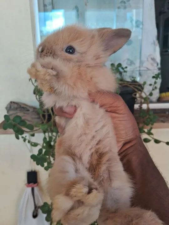 Coelhinho mini layon - Foto 3