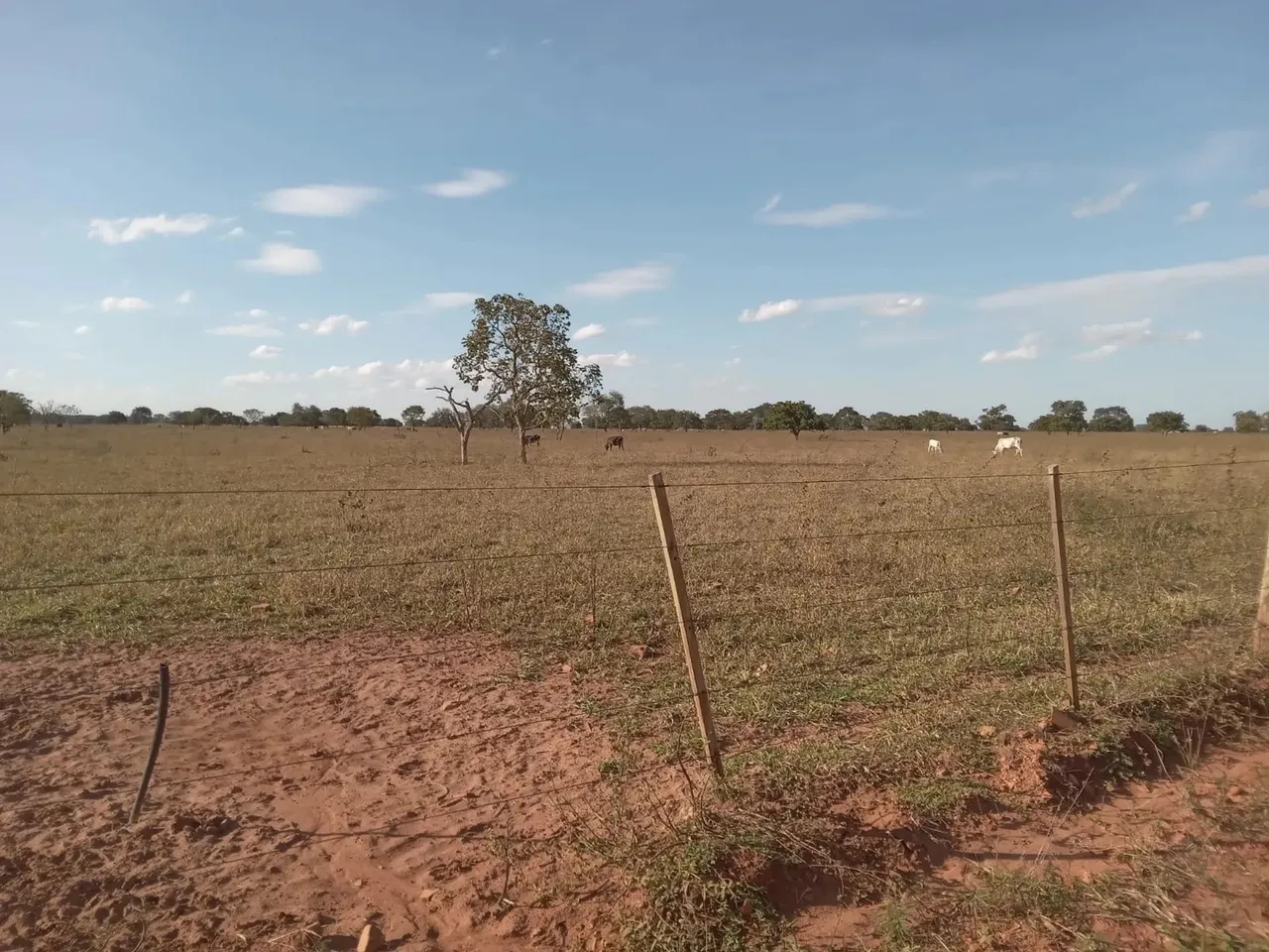 Fazenda à Venda excelente para Pecuaria 141 Alqueires em Três Lagoas/MS