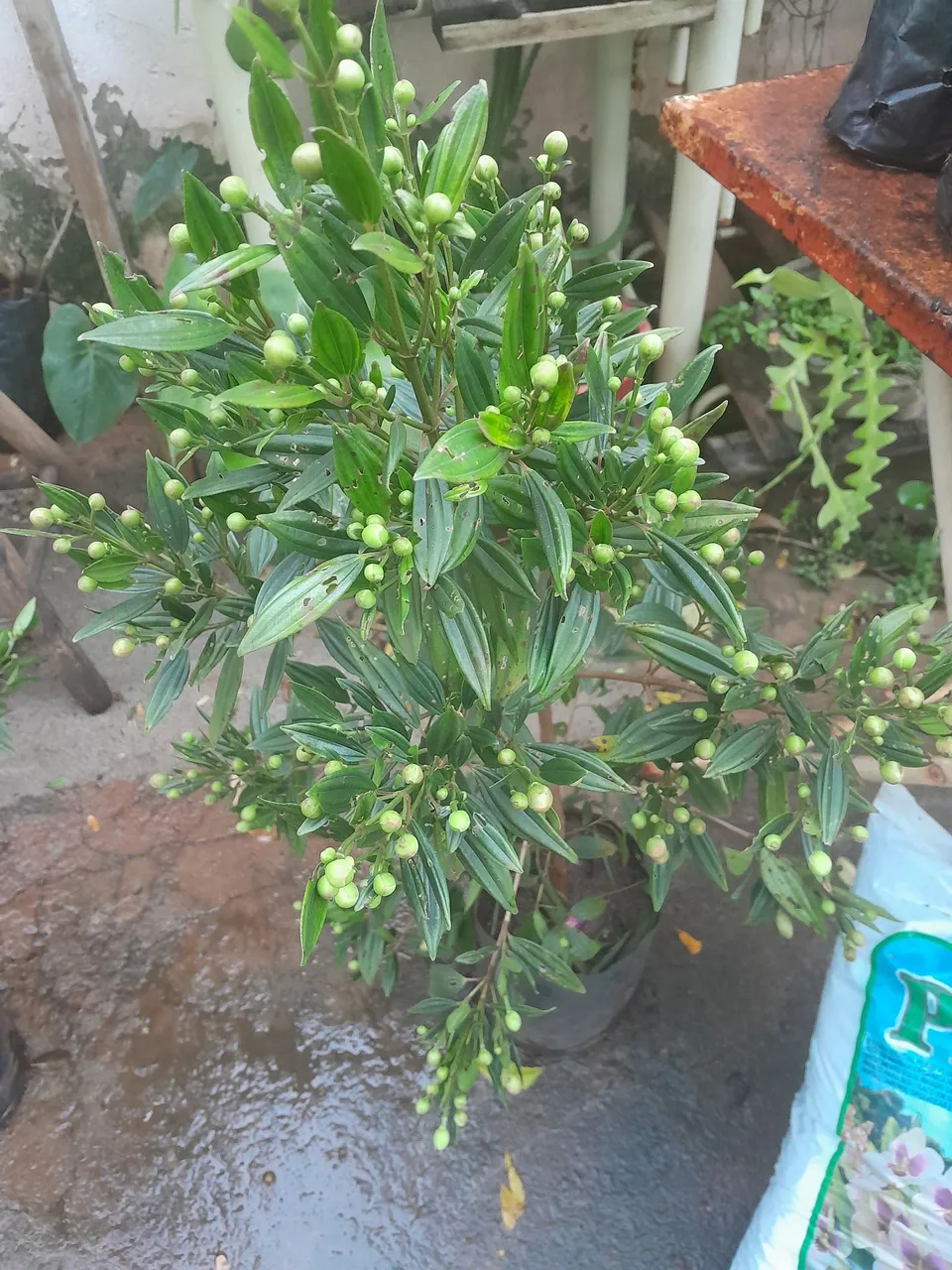 Manacás da serra,planta com botões florais, ótima opção nesse inverno
