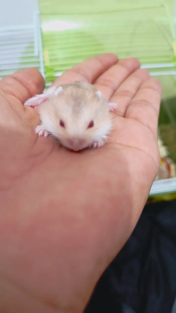 Hamster filhote - Fofo e carinhoso!