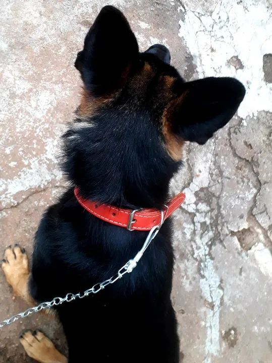 Pastora alemã capa preta adulta