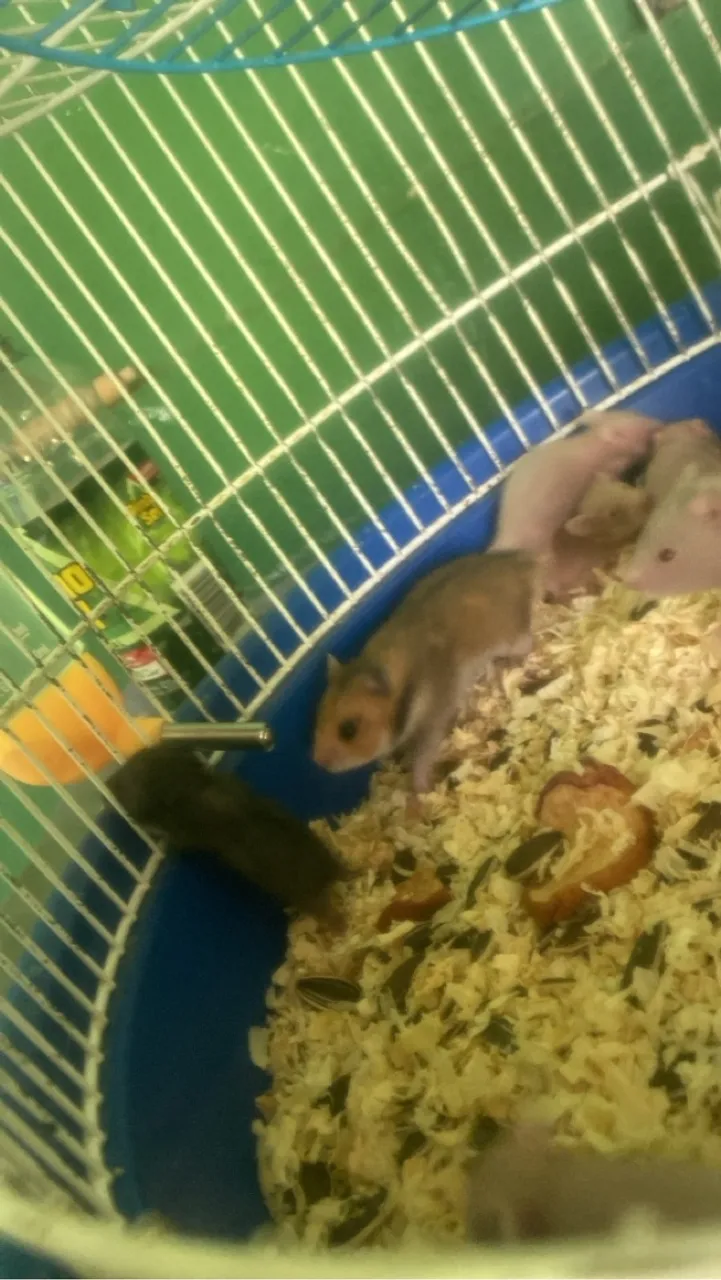 Hamster ( SÍRIO ) filhotes 