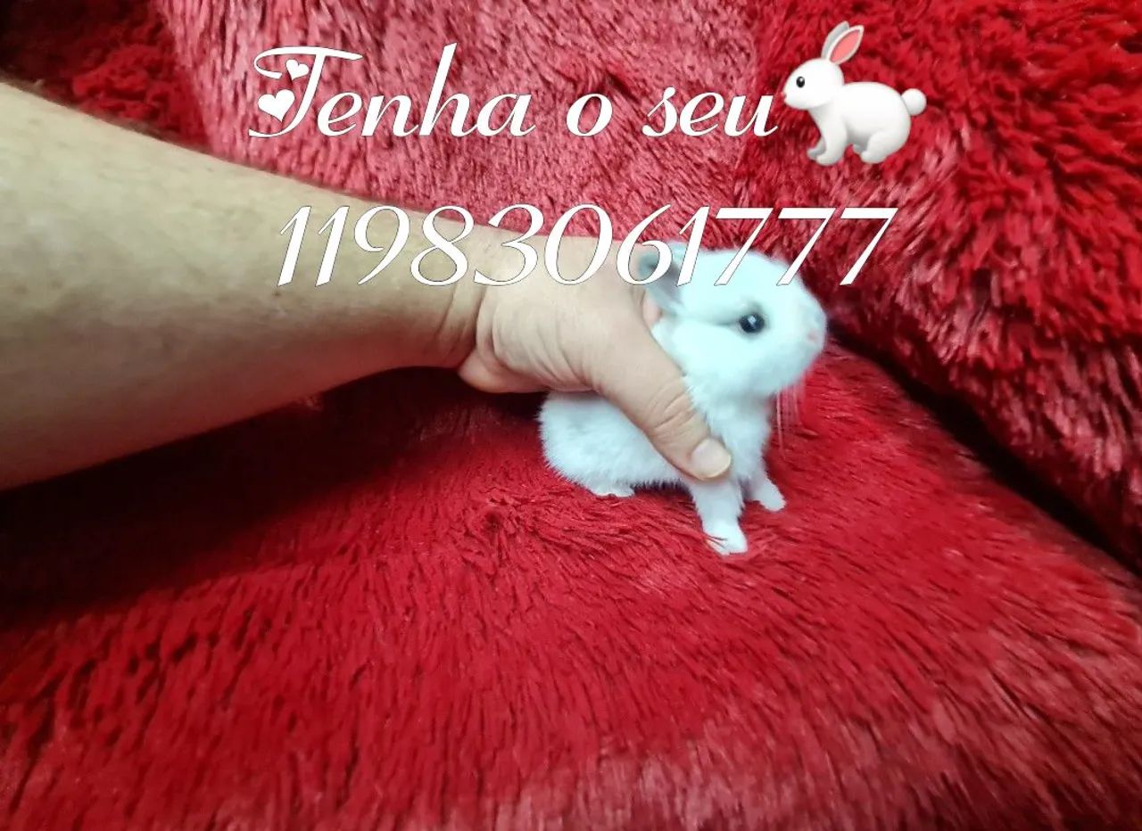 Mini coelho anao lion teddy, alegra sua família, mini pincher - Foto 2