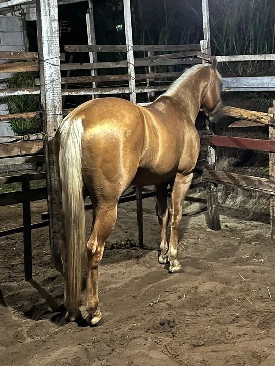 Cavalo Quarto de Milha para venda - Foto 2