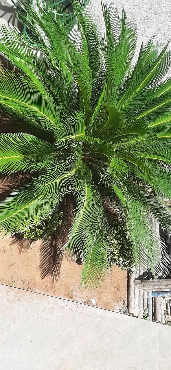 Cica jardim - Foto 2