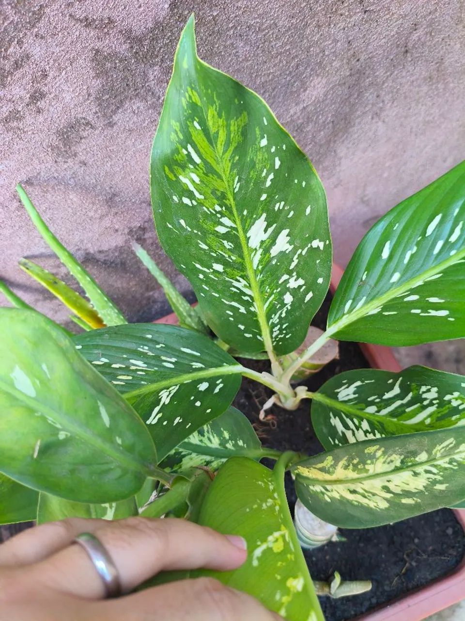 Comigo Ninguém Pode 64305624235779123