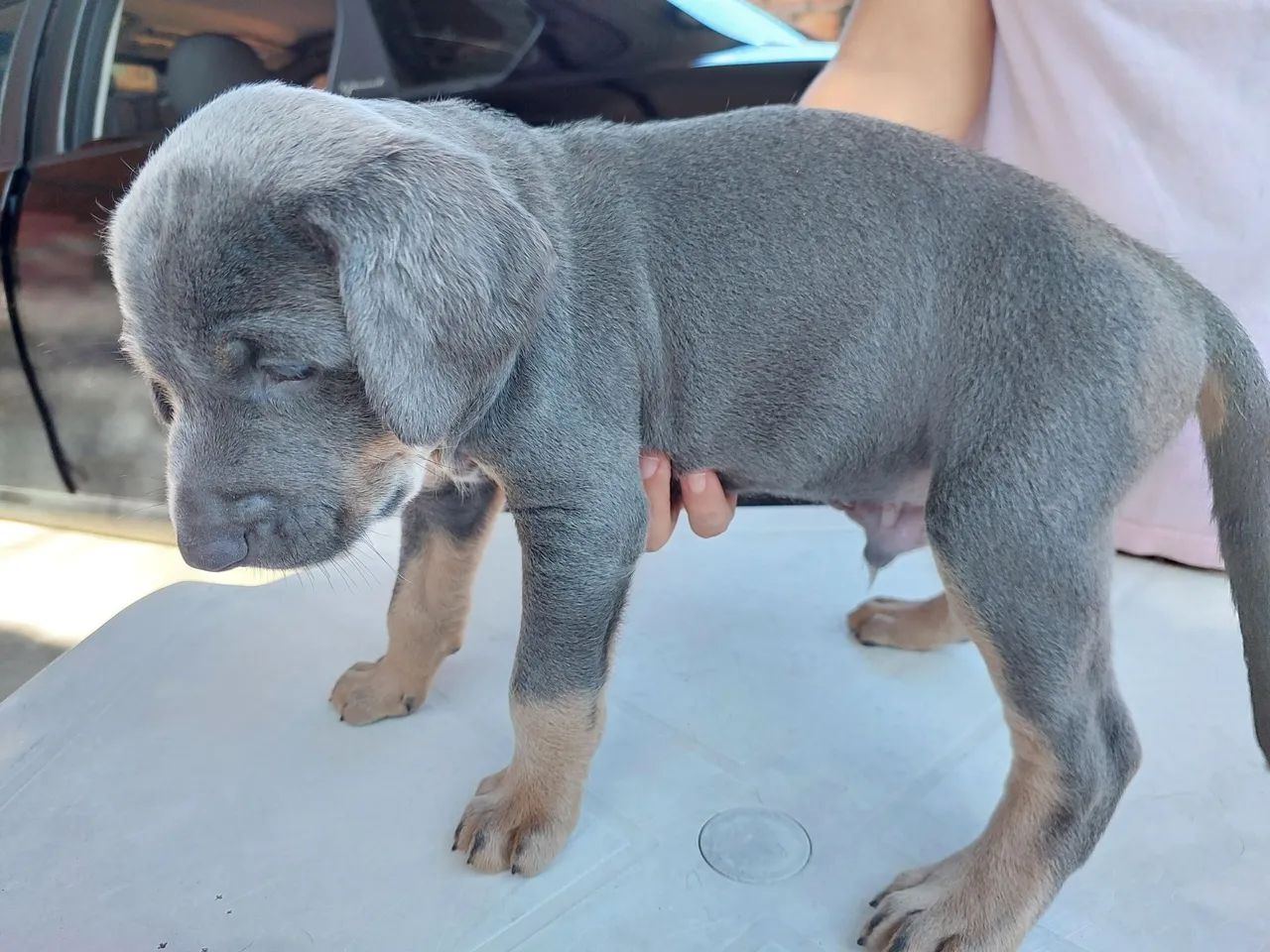 Filhotes de Weimaraner - Foto 5