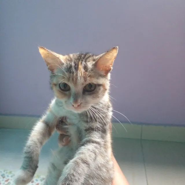 Gatinhos para adoção - Foto 4
