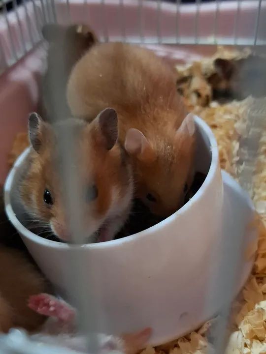 Hamster  - Foto 2