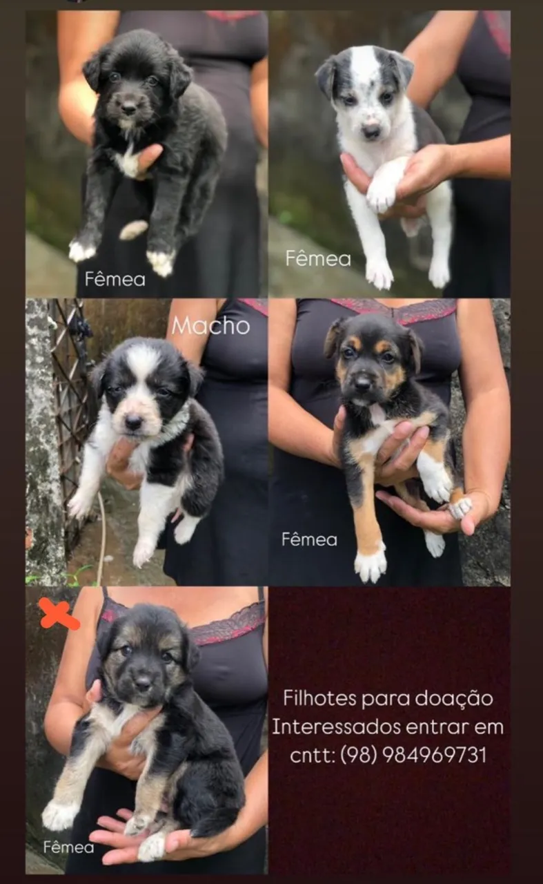 Adote seu pet 