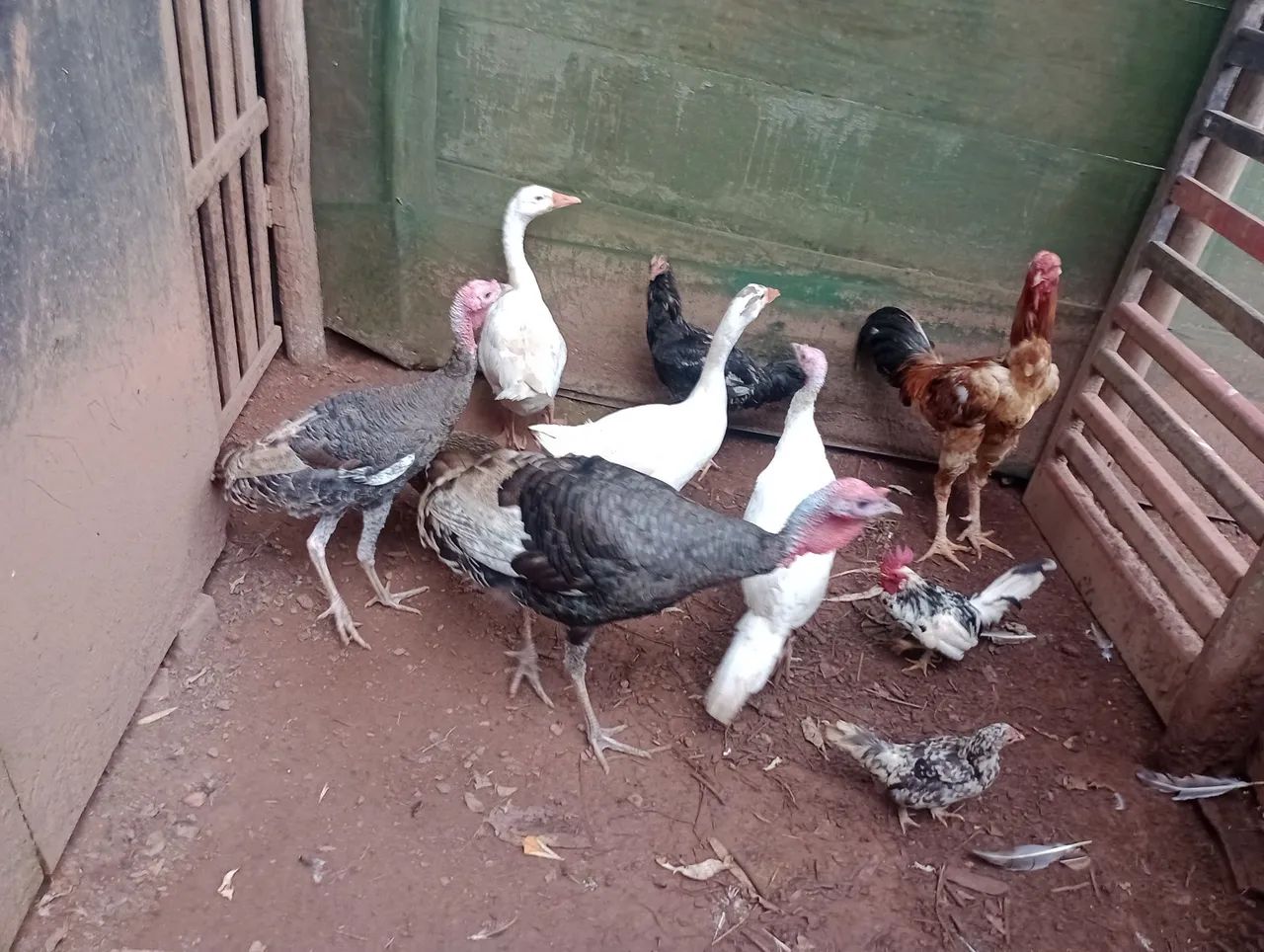 Frangos e Peruas para venda