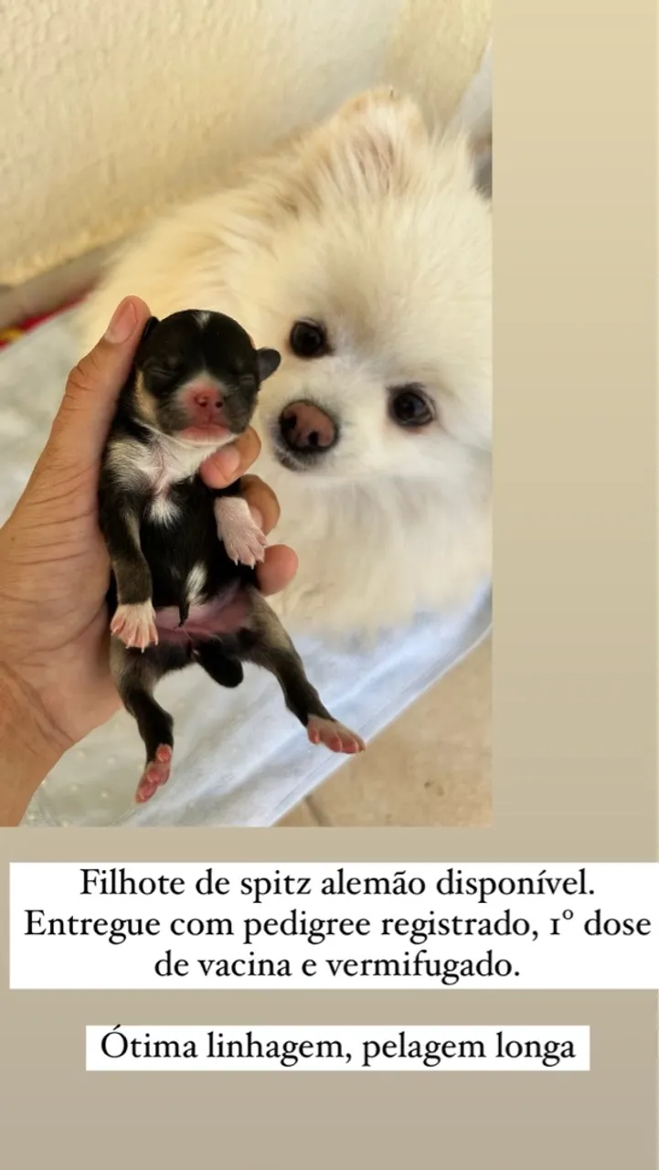 Filhote de Spitz Alemão/Lulu da pomerania