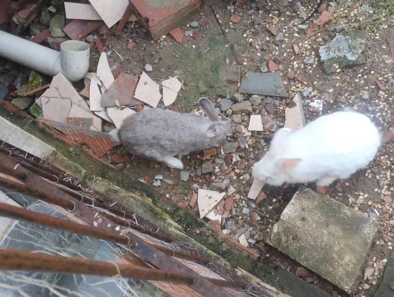 Três coelhos para venda  - Foto 4