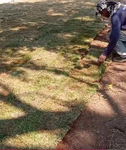 Serviço de jardinagem  - Foto 3