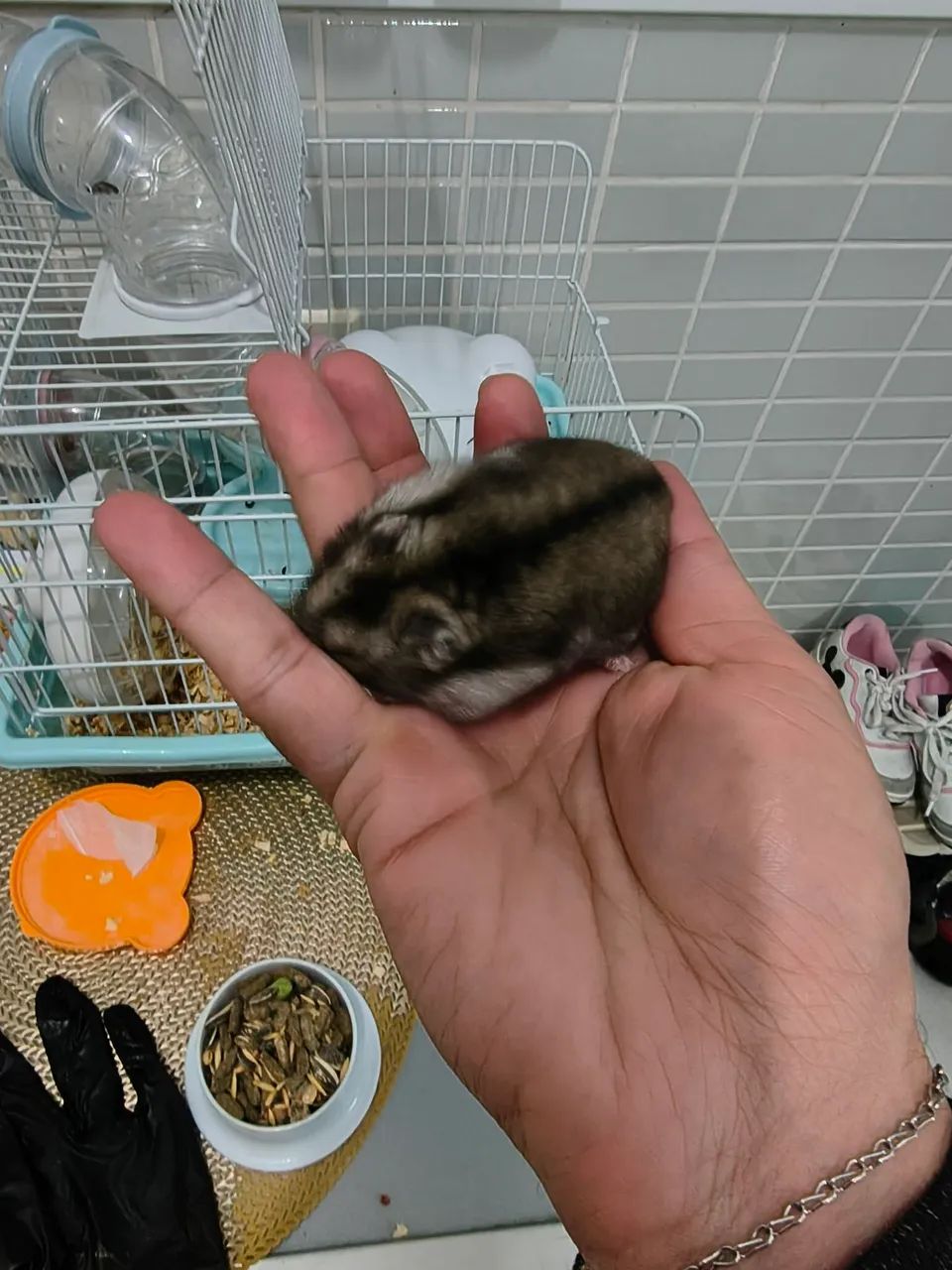 Gaiola com Hamster - Foto 4