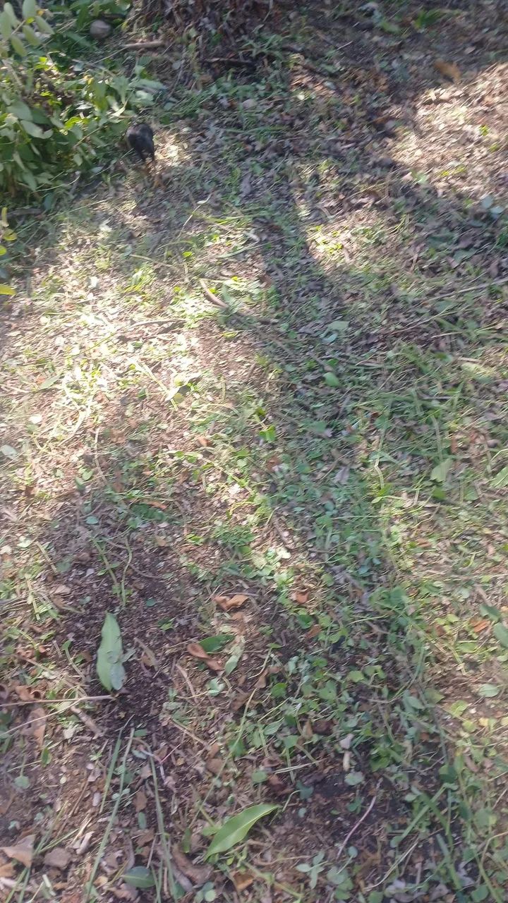 Vendo terreno em peroba boa localidade  - Foto 2