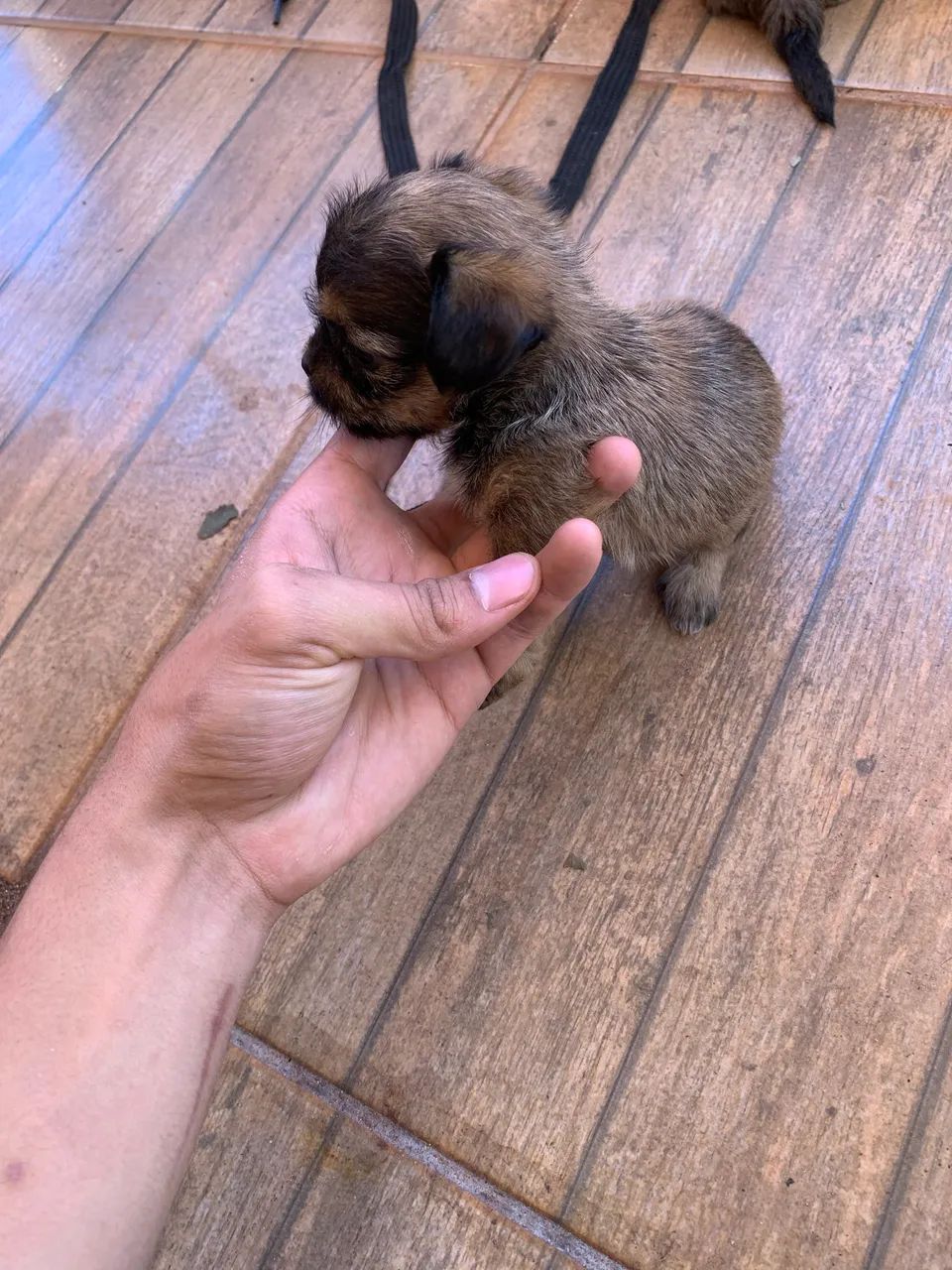 Shih Tzu - Foto 3