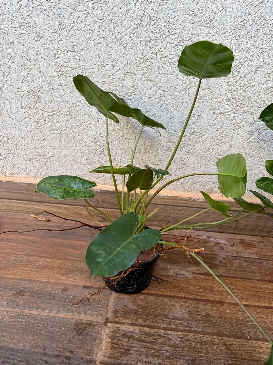 PHILODENDRON IMBE - Foto 2