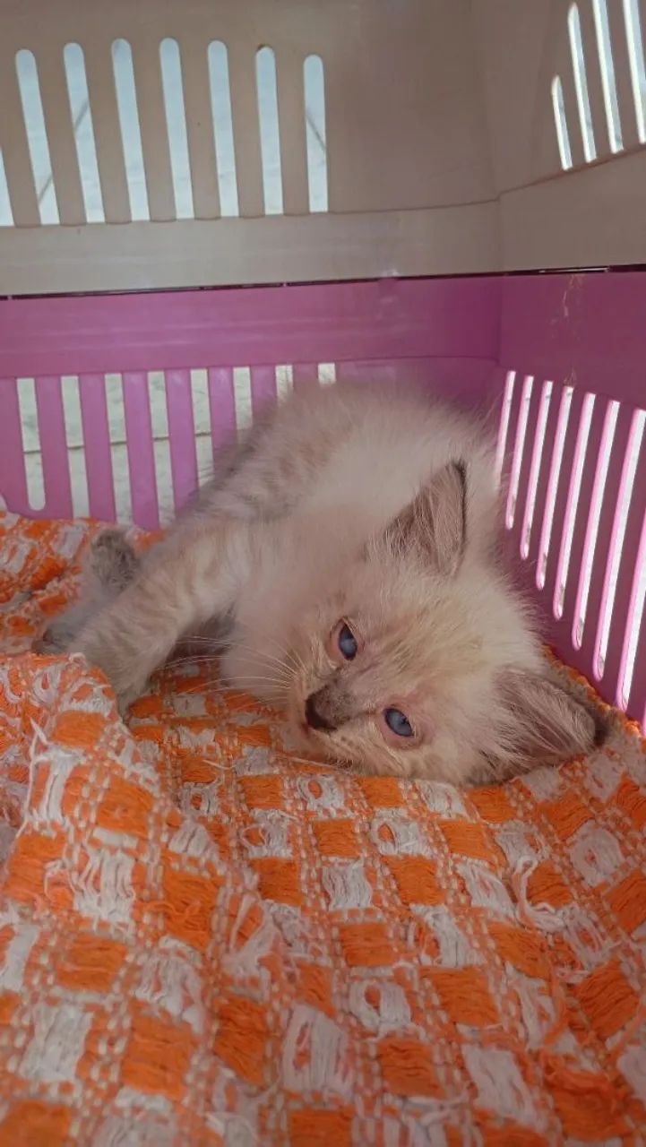 Doação Responsável  - Foto 4