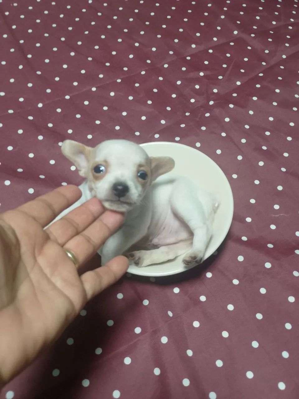 Pinscher 0
