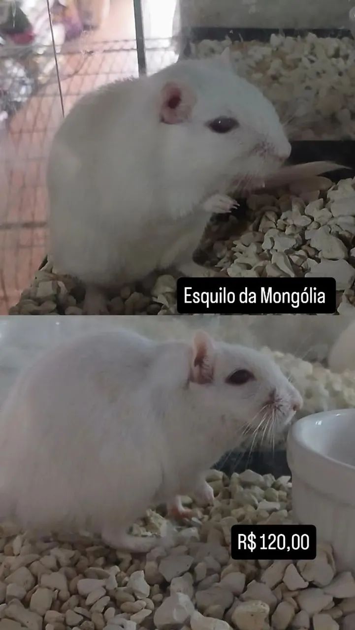 Esquilo da Mongólia 