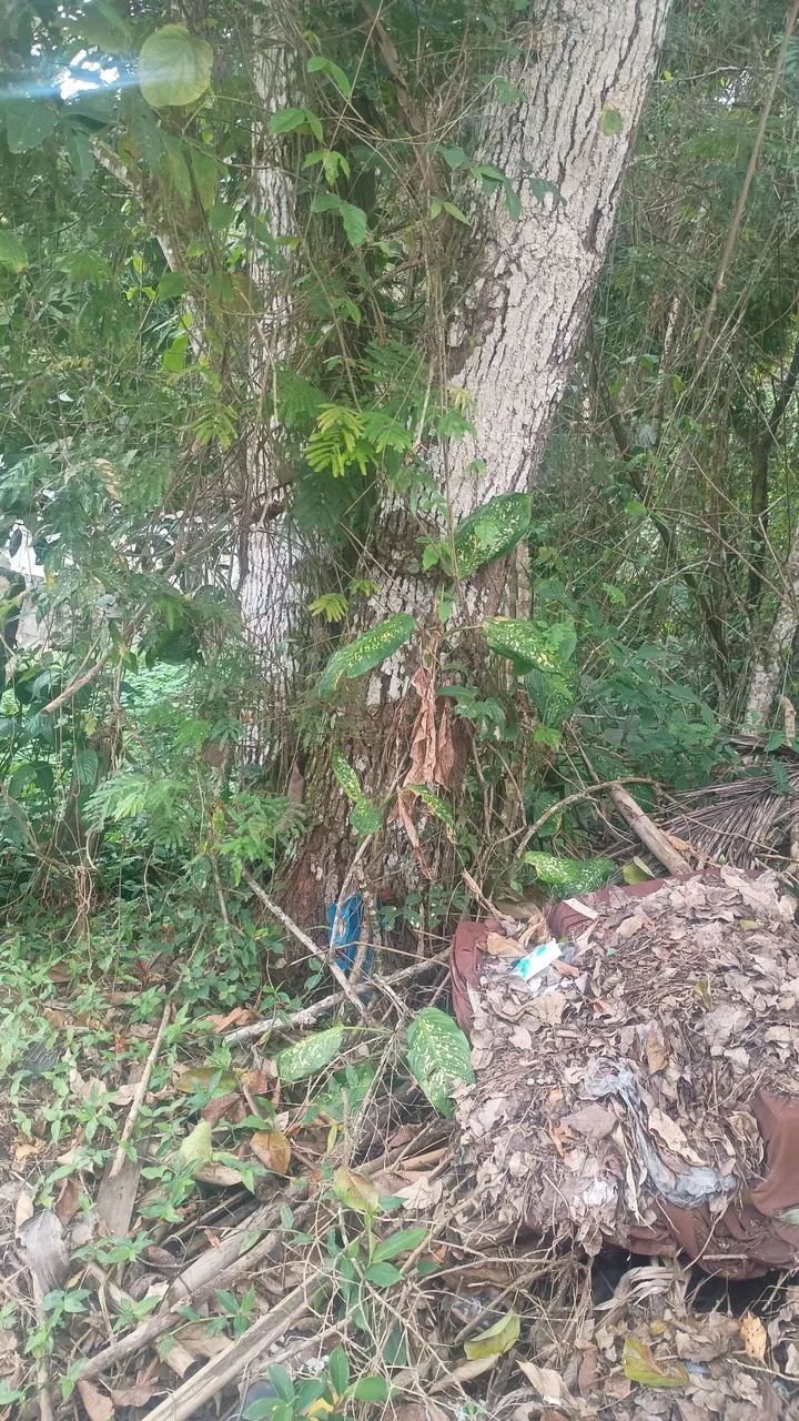 Foto - Belford Roxo - Piam