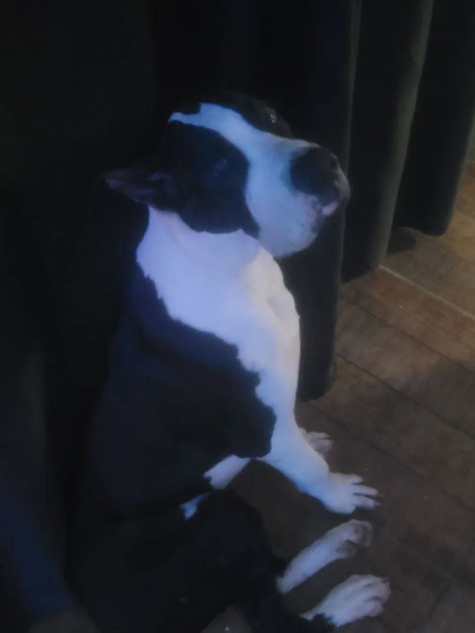 Dogue alemão  - Foto 2
