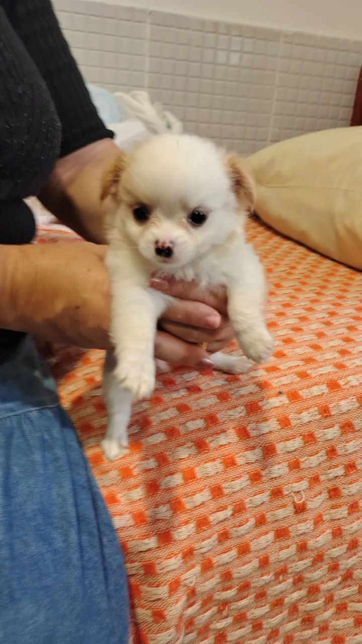 Cachorro chihuahua - Foto 2
