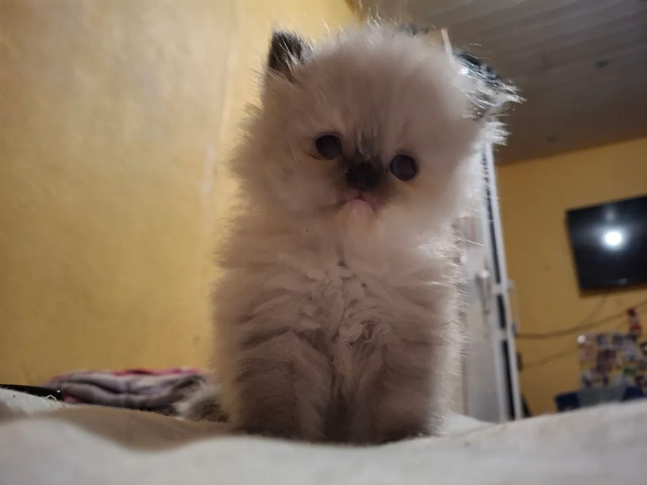 Gata Persa - Foto 2