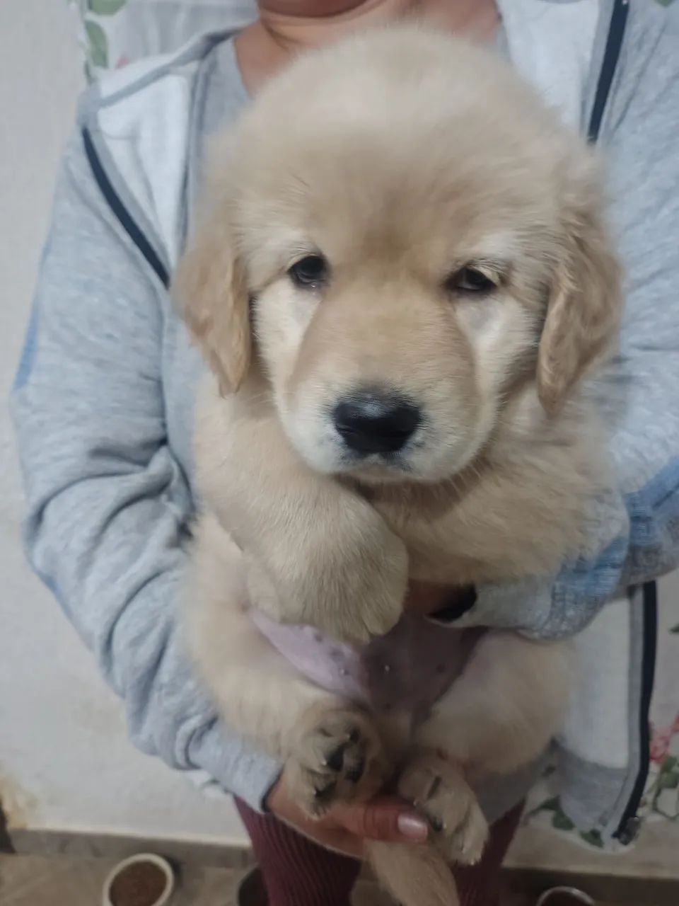 Golden Retriever  - Foto 2