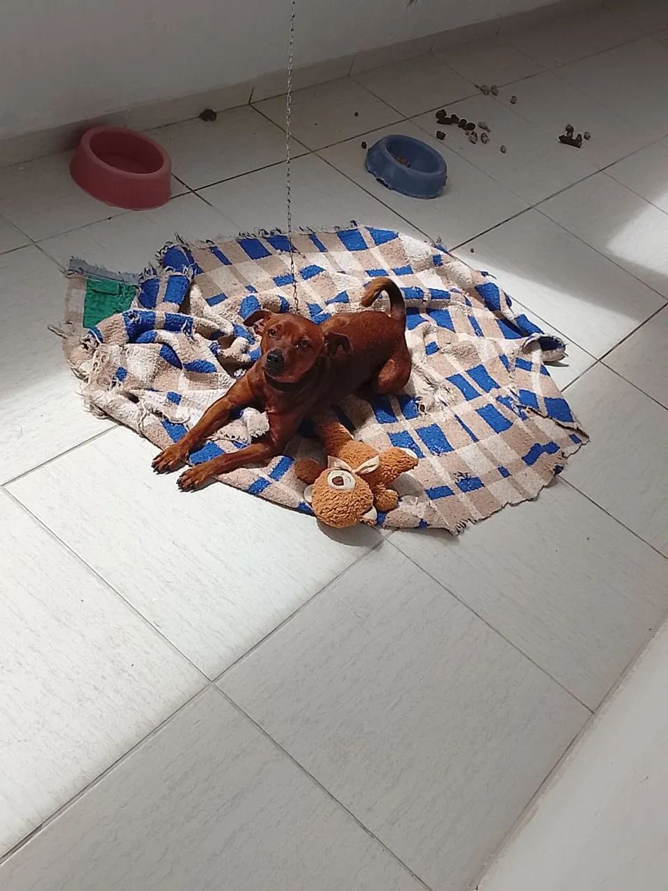 Cachorro 