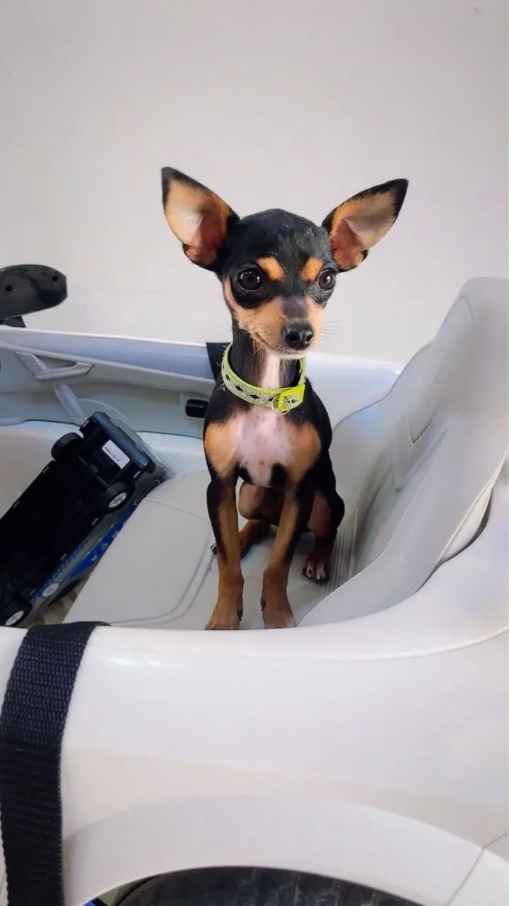Pinscher 1 - Foto 4
