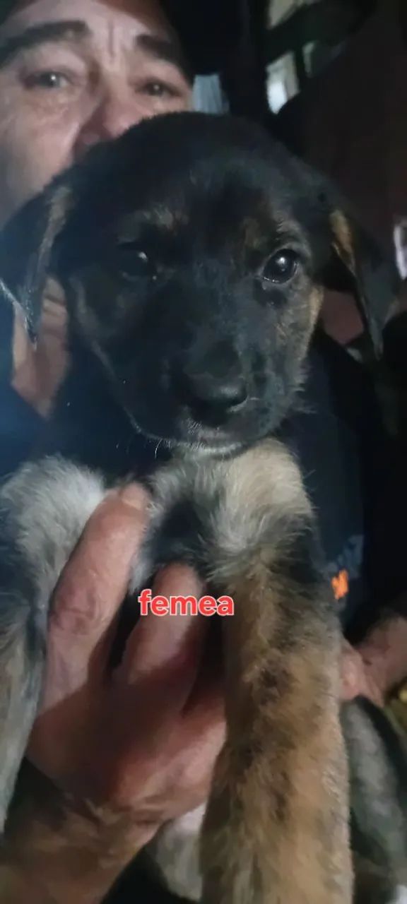 Doação de cães  sem raca definida .