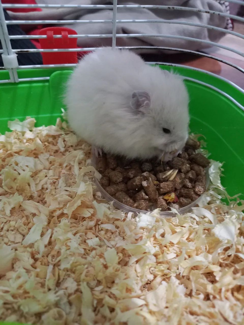 Gaiola +Hamster 100 - Foto 2