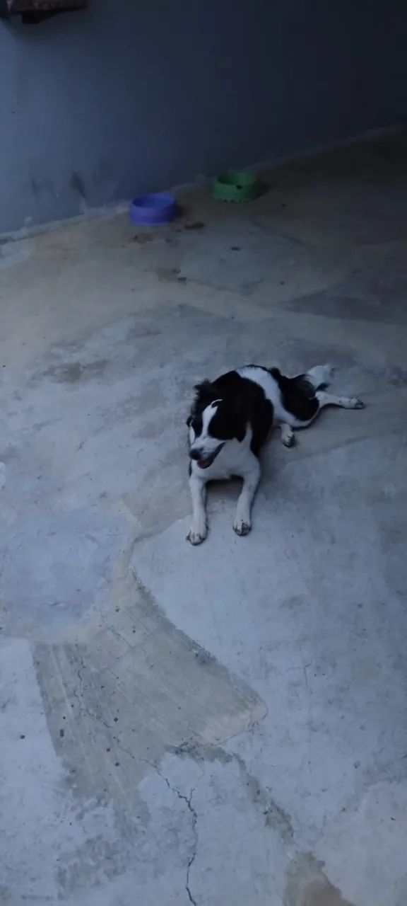 Cachorro  - Foto 2